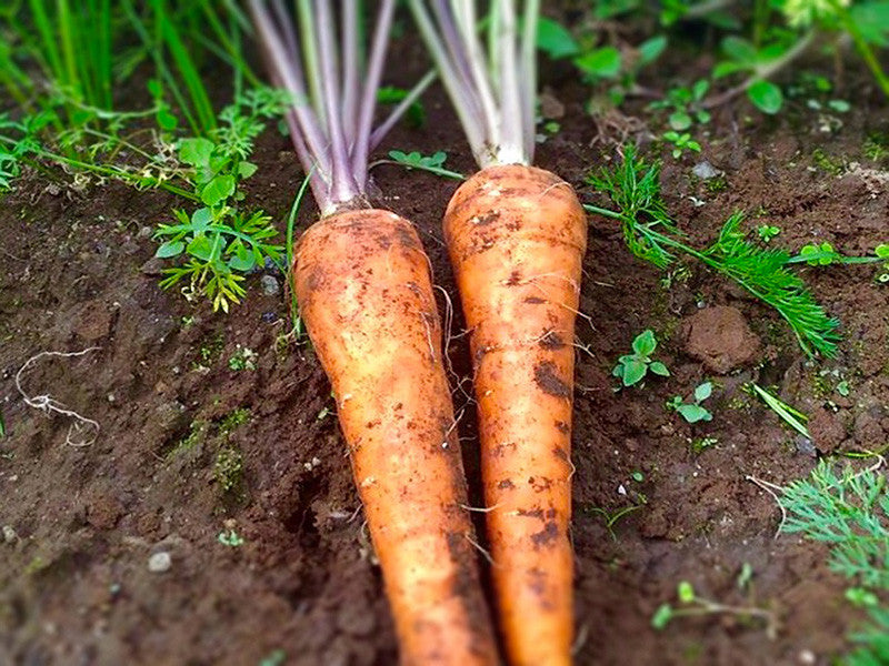 Carrot