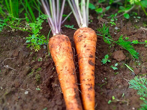 Carrot