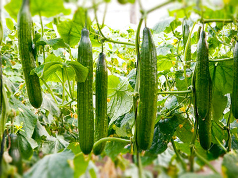 Kyuri Japanese cucumber