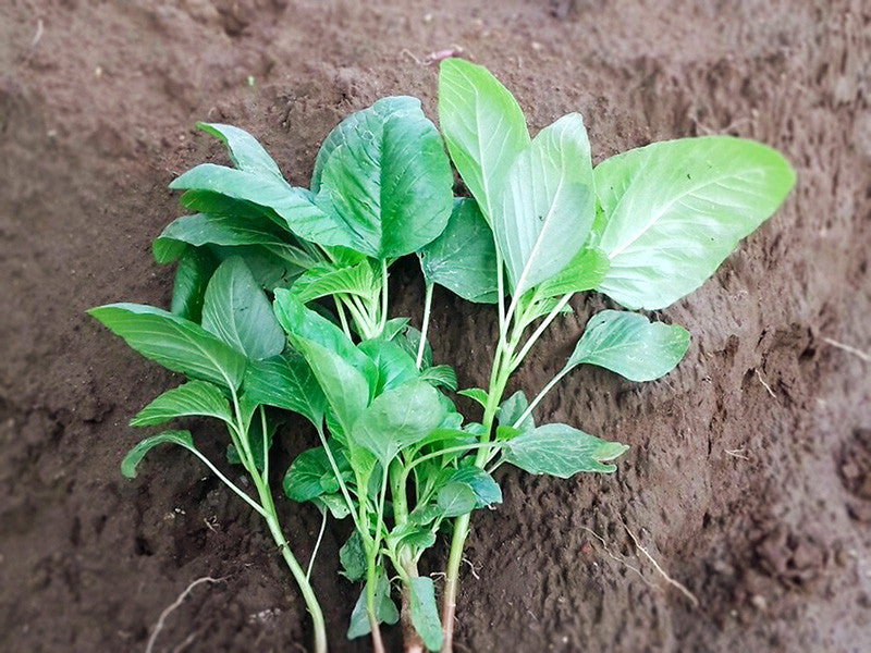 Green Spinach